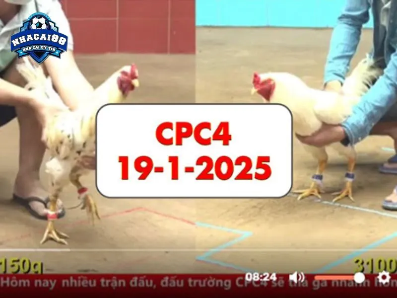 Cập nhật sớm lịch đá gà C4 trên Nhacai88