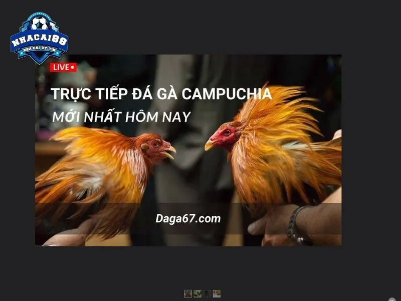 Chuyên trang Đá Gà 67 được sư kê yêu thích