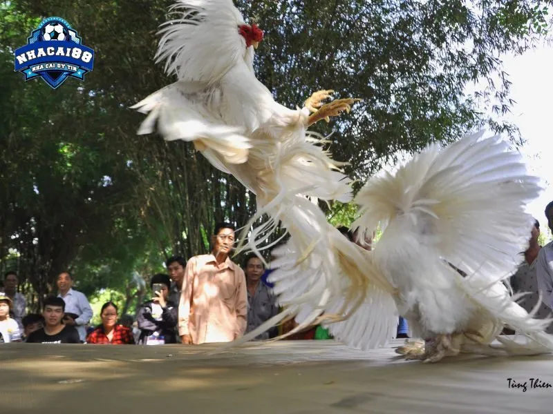 Đá gà cựa dao nổi tiếng gay cấn hấp dẫn