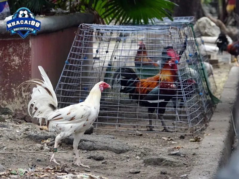 Philippines là quốc gia cực kỳ phát triển đá gà