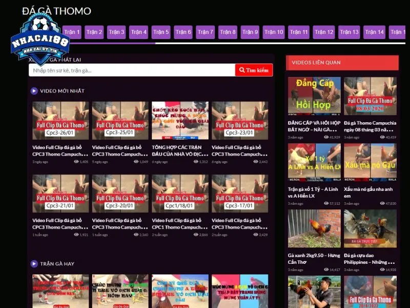 Tổng hợp nhiều video đá gà hay trên danh mục Phát lại